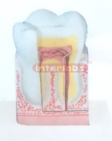 HUMAN TOOTH STRUCTURE MODEL